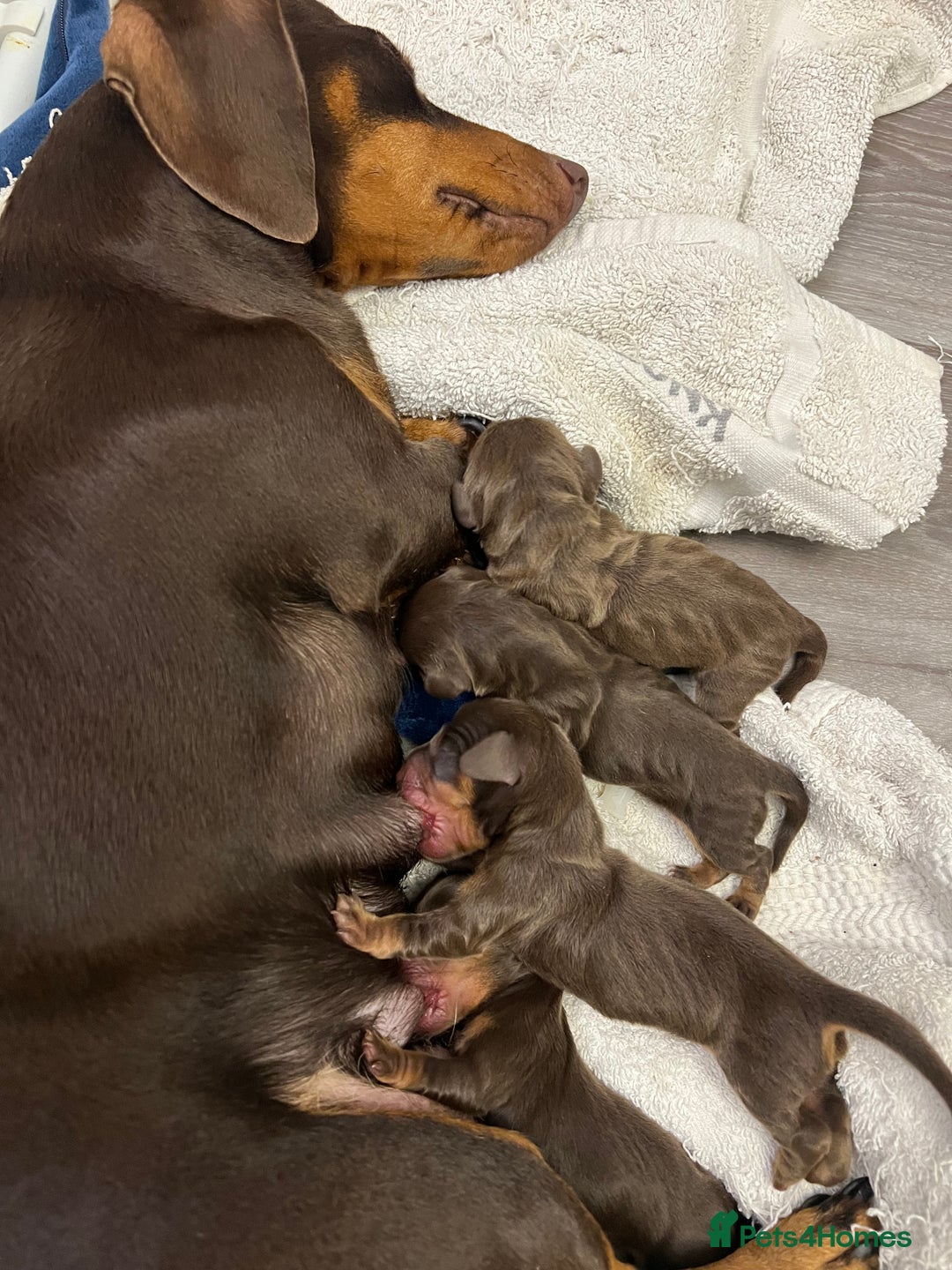 Dachshund dogs for sale: LAST ONE- Dachshund female puppy - last one - Advert 11
