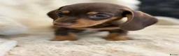 Miniature Dachshund dogs for sale: Beautiful mini smooth dachshund puppies - Advert 10