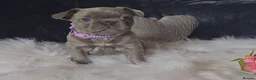 French Bulldog dogs for sale: 🐶💜 KC Registered French Bulldog Puppies - Advert 26