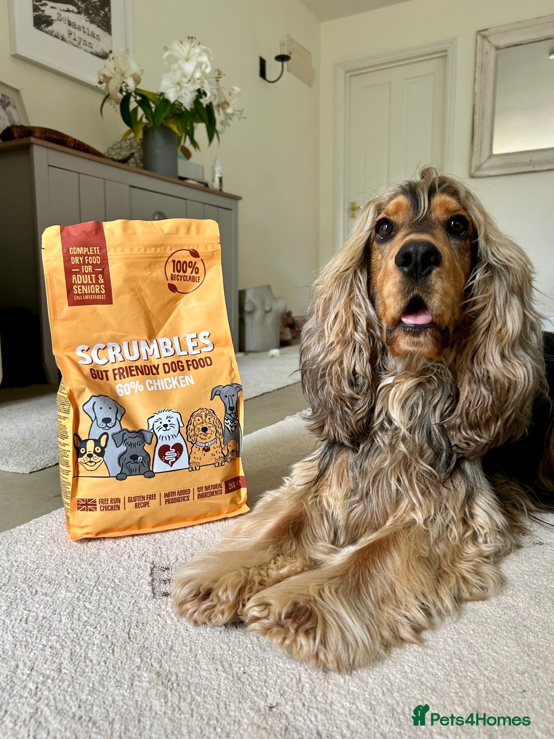 Cocker Spaniel dogs for stud: Beautiful Stud in Gloucester - Advert 13