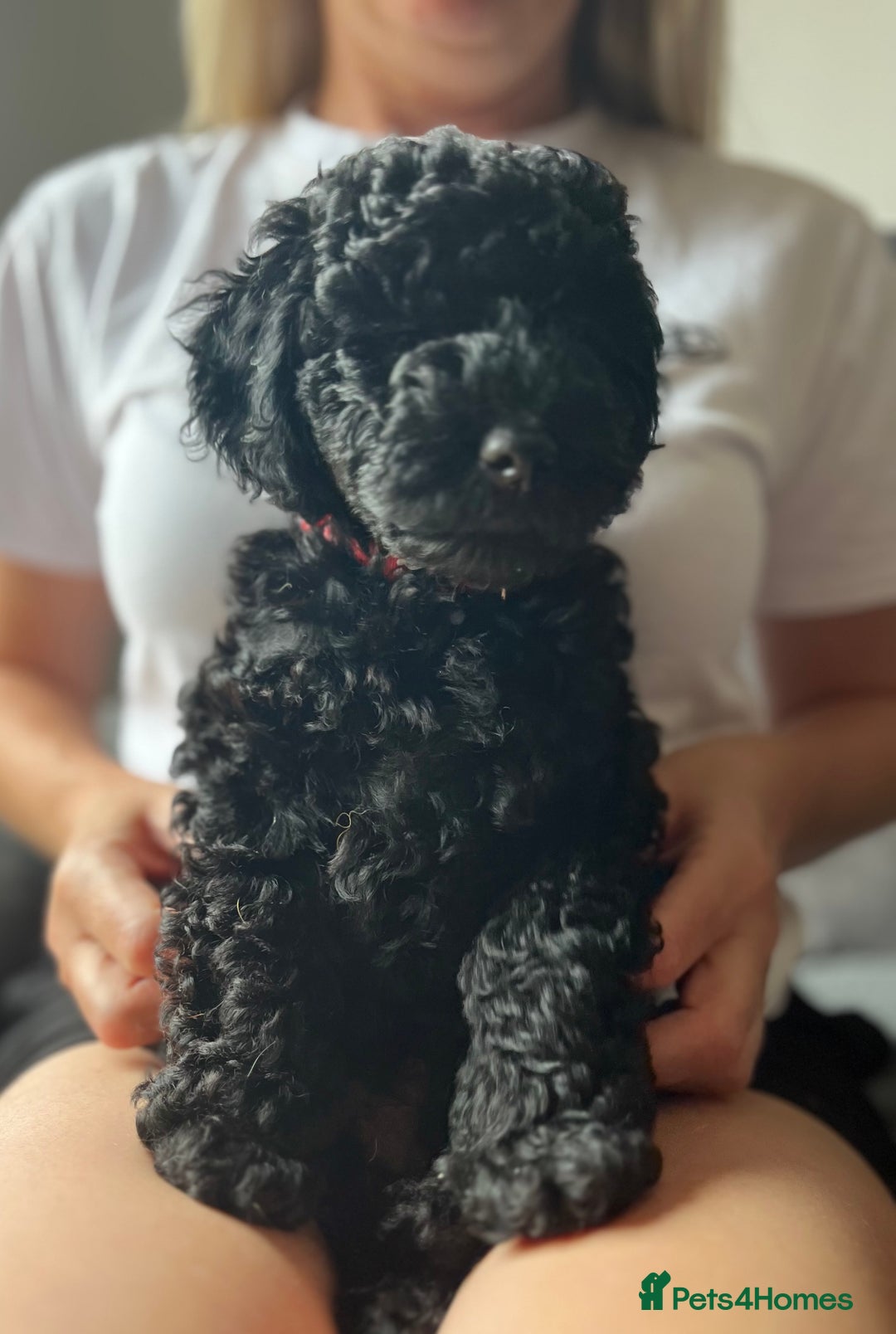 Labradoodle dogs for sale: Labradoodle - Black Male 9wks  - Image 2