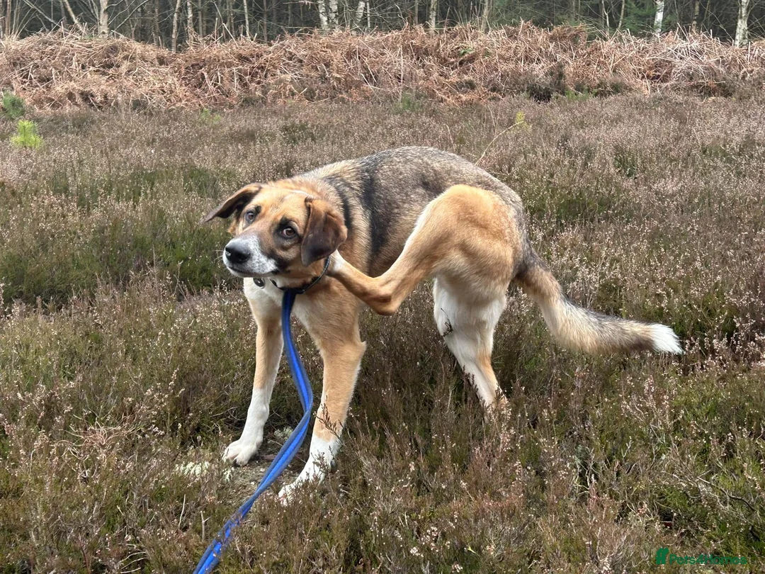 Mixed Breed dogs for adoption: Teddy - Norwich Norfolk  in Norwich - Advert 16