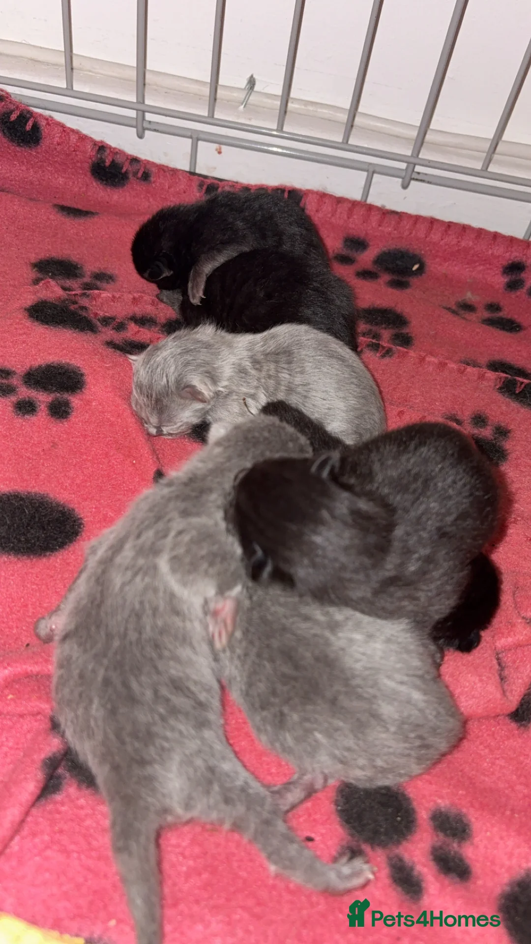 British Shorthair cats for sale: British shorthair kittens 🩷💙 - Advert 3