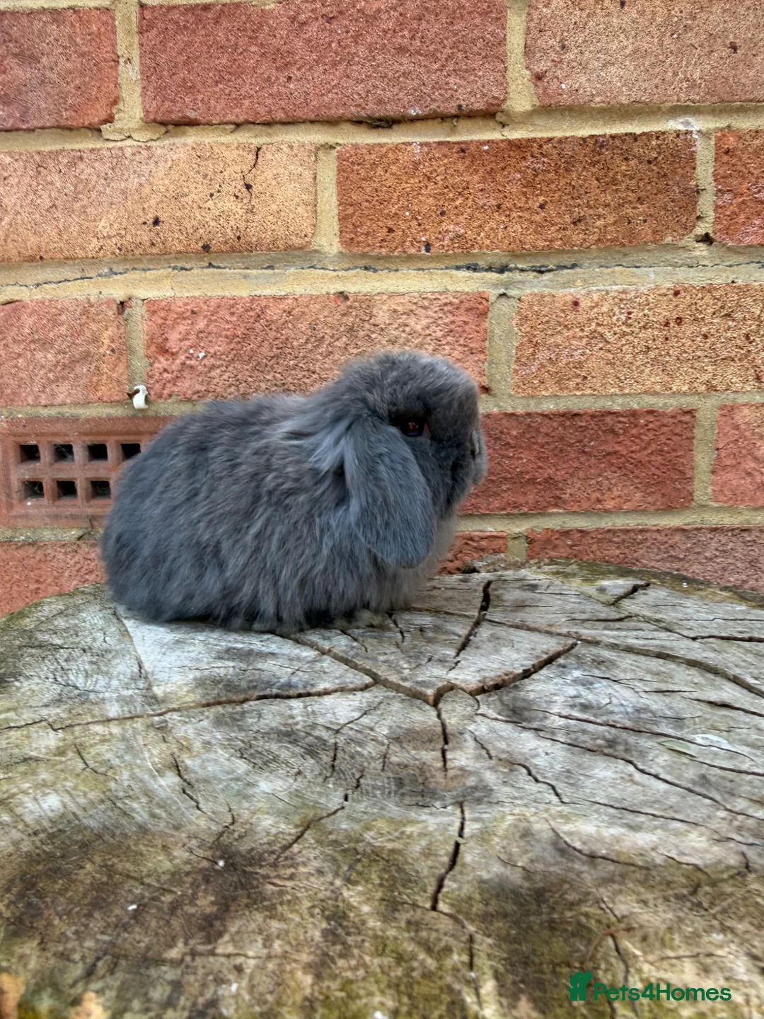 Mini Lop rabbits for sale: Mini lop sibling kits RTL 20/05 - Advert 18