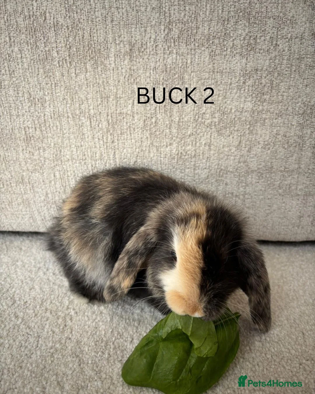Mini Lop rabbits for sale: Mini lop rabbits for sale  - Advert 2