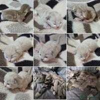 Mixed Breed cats Kittens😹😽😻👌Ragdoll x domestic cat 🐱😻😽👌 - Advert 2