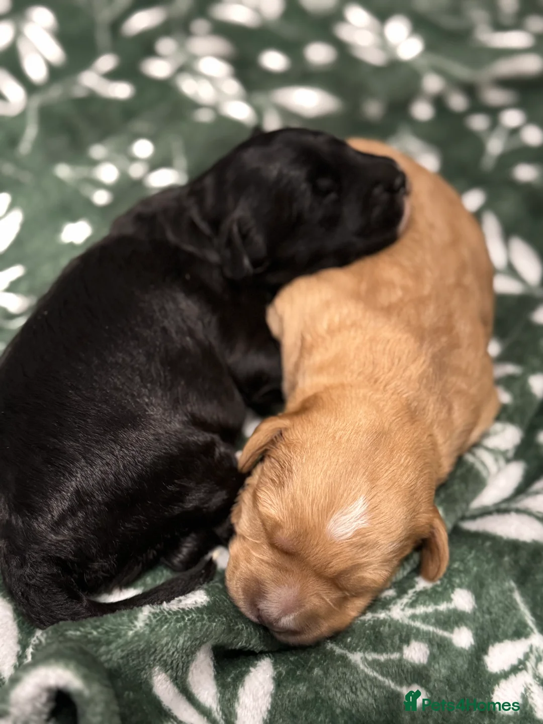 Mixed Breed dogs for sale: Double Doodle X Border Collie puppies - Advert 11