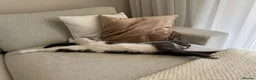 Mixed Breed cats for sale: Loving Grey Tabby Cat Looking for His Forever Home in London - Advert 5