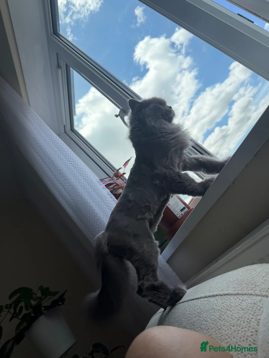 British Longhair cats for sale: Beautiful Blue British Longhair Female - Advert 1