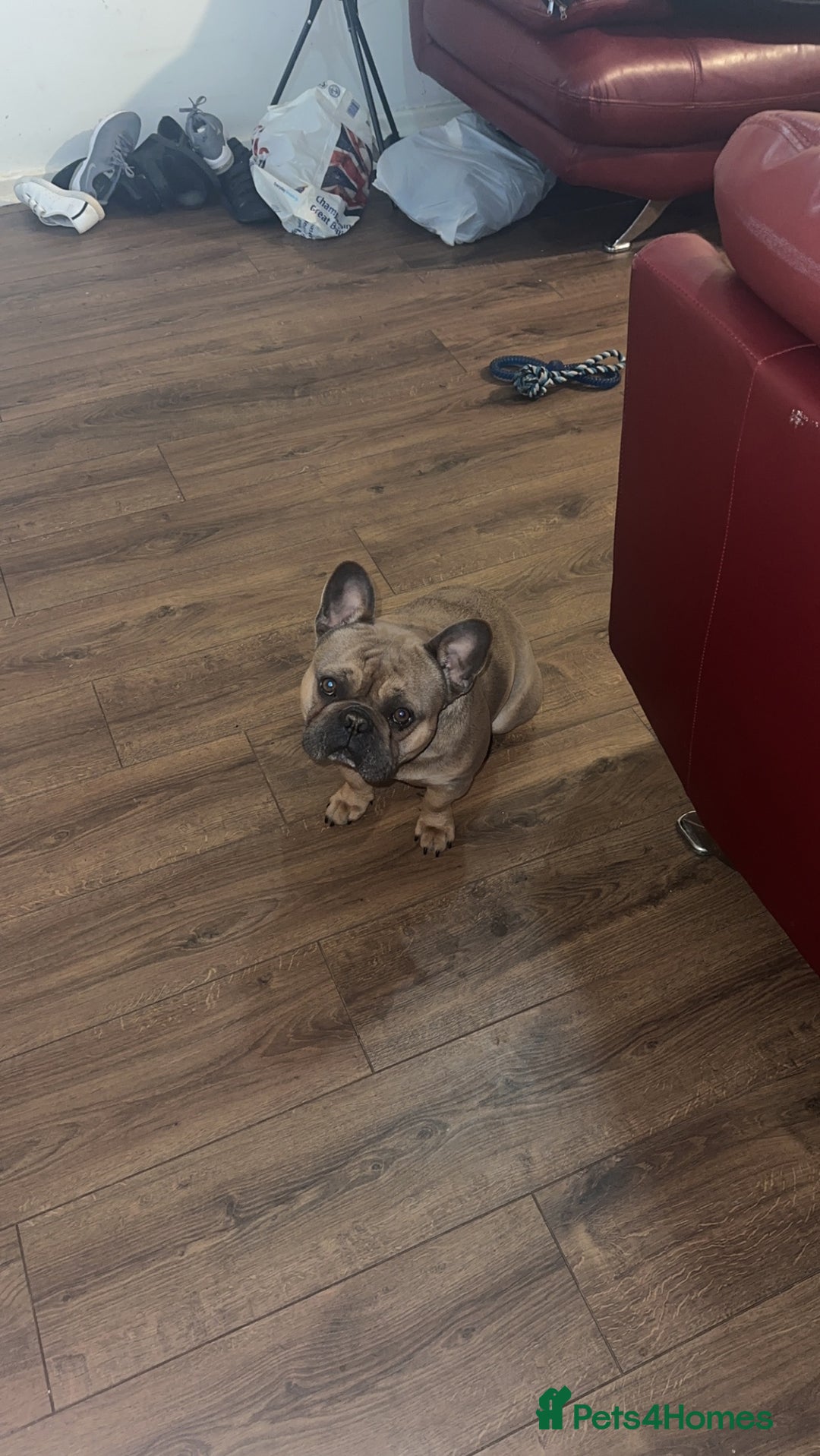 French Bulldog dogs for stud: Tan Male - Advert 3