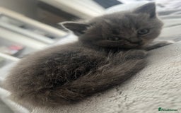 British Shorthair cats for sale: 5 beautiful British shorthair boys  - Image 6