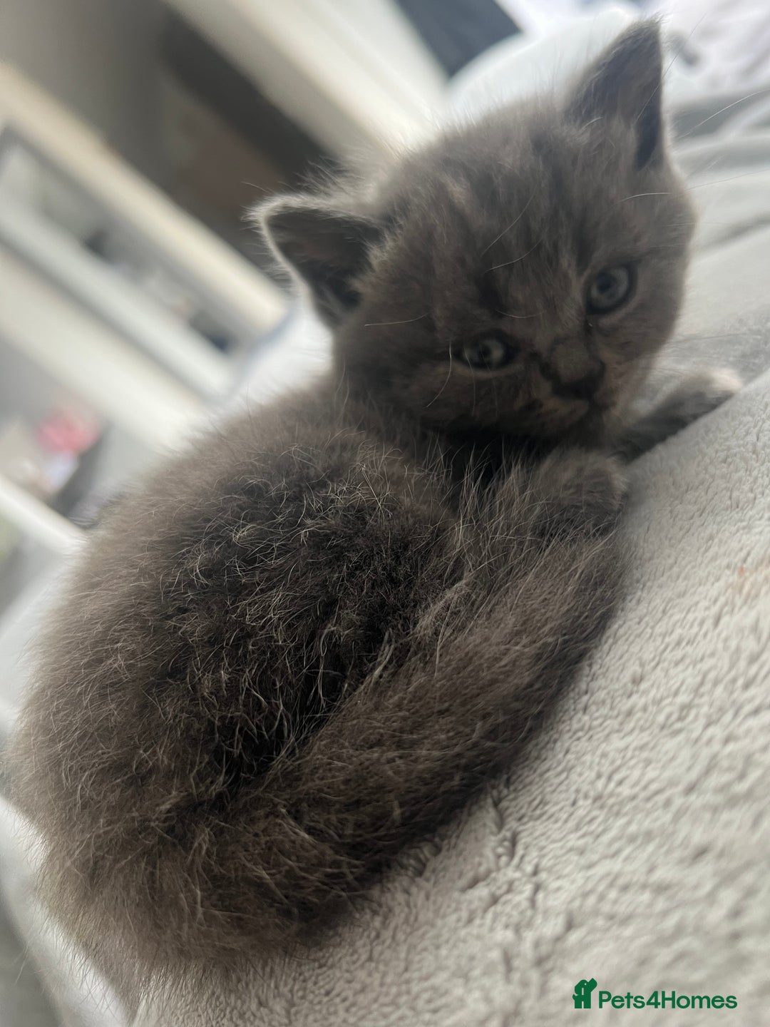 British Shorthair cats for sale: 5 beautiful British shorthair boys  - Image 6