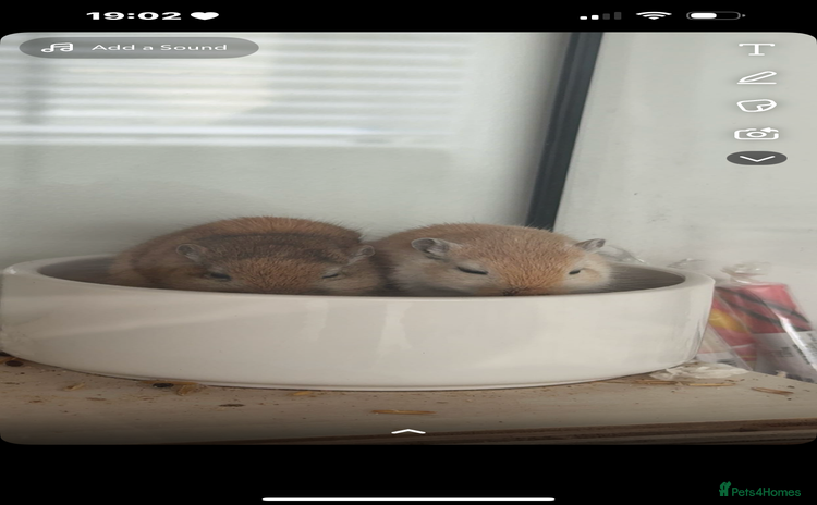 Gerbil rodents - Advert 1