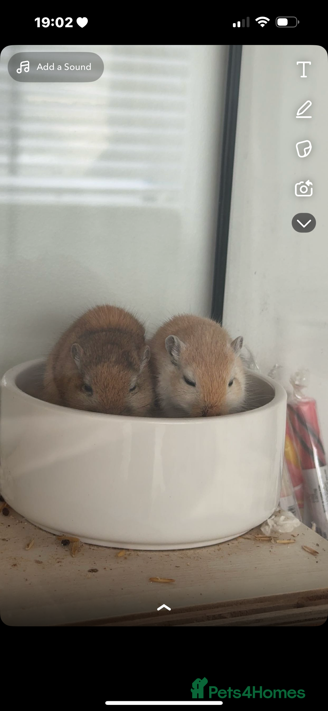 Gerbil rodents for sale: 2 male gerbils  - Image 1