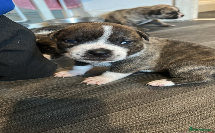 Mixed Breed dogs - Advert 9