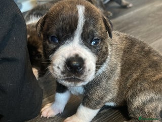 Mixed Breed dogs - Advert 15