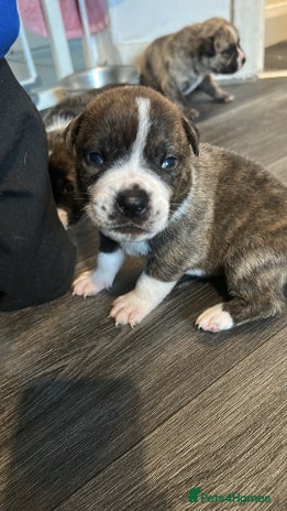 Mixed Breed dogs - Advert 8