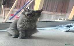 Maine Coon cats for sale: Last 2 boys left   - Image 18