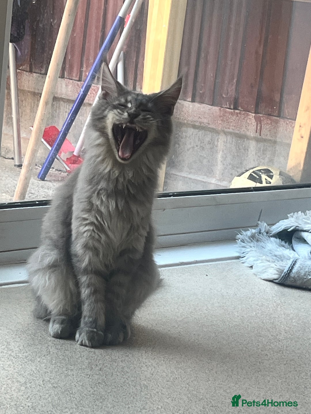 Maine Coon cats for sale: Last 2 boys left   - Image 18