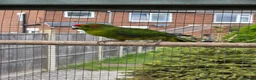 Parakeets birds for sale: Stunning Young Kakarikis For Sale  - Advert 9