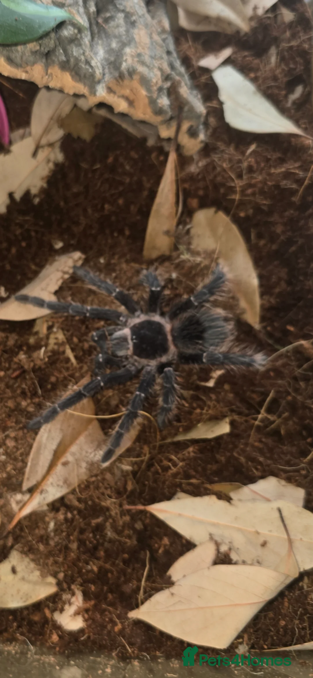 Tarantulas invertebrates for sale: ☆☆☆tarantulas ☆☆☆  - Advert 2