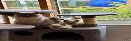 British Shorthair cats for sale: British shorthair x - Advert 1