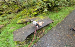 Chorkie dogs for sale: Male chorkie needs forever home - Advert 2