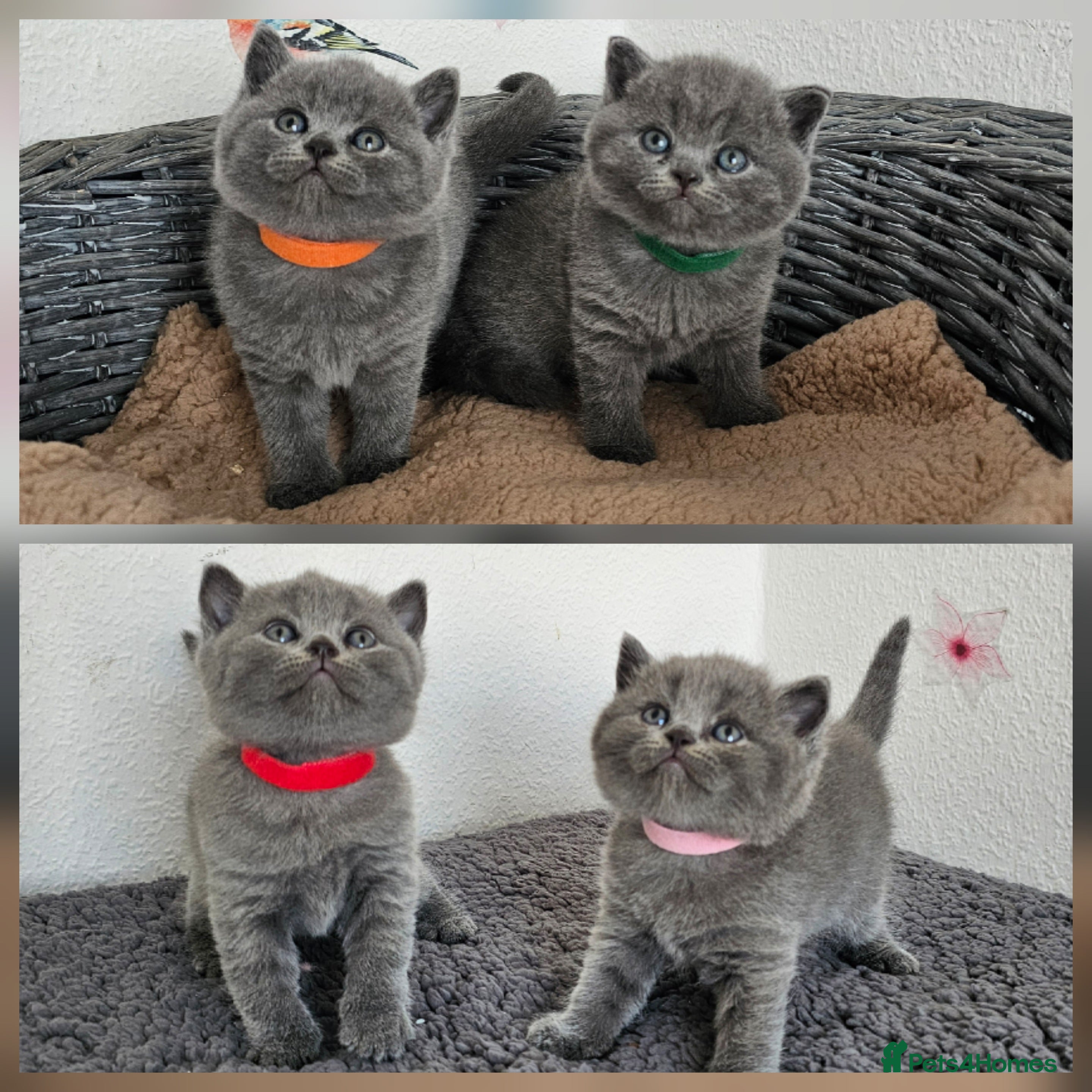 British Shorthair cats Gccf British shorthair kittens - Advert 18