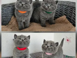 British Shorthair cats Gccf British shorthair kittens - Advert 18