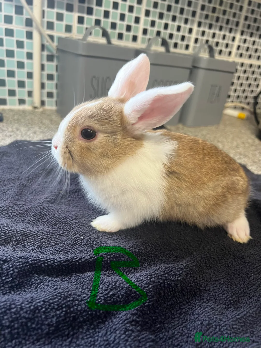 Mixed Breed rabbits for sale: Rabbits - Mix of Girls and boys  - Advert 3