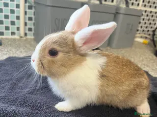 Mixed Breed rabbits Rabbits - Mix of Girls and boys - Advert 16