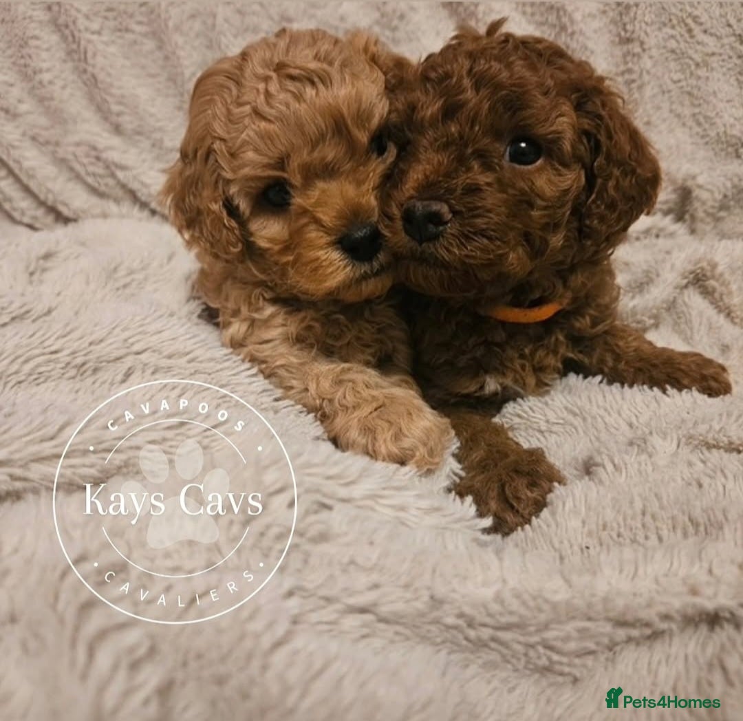 Cavapoo dogs for sale: F1B Cavapoo puppies DUE 4 Aug.DNA hereditory clear - Image 6