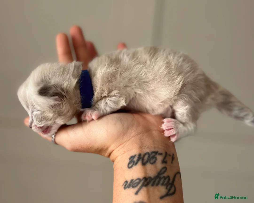 Ragdoll cats for sale: Ragdoll kittens for sale  - Advert 13