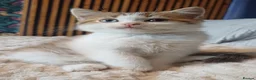 British Shorthair cats for sale: Ready to leave🐱 - Advert 21