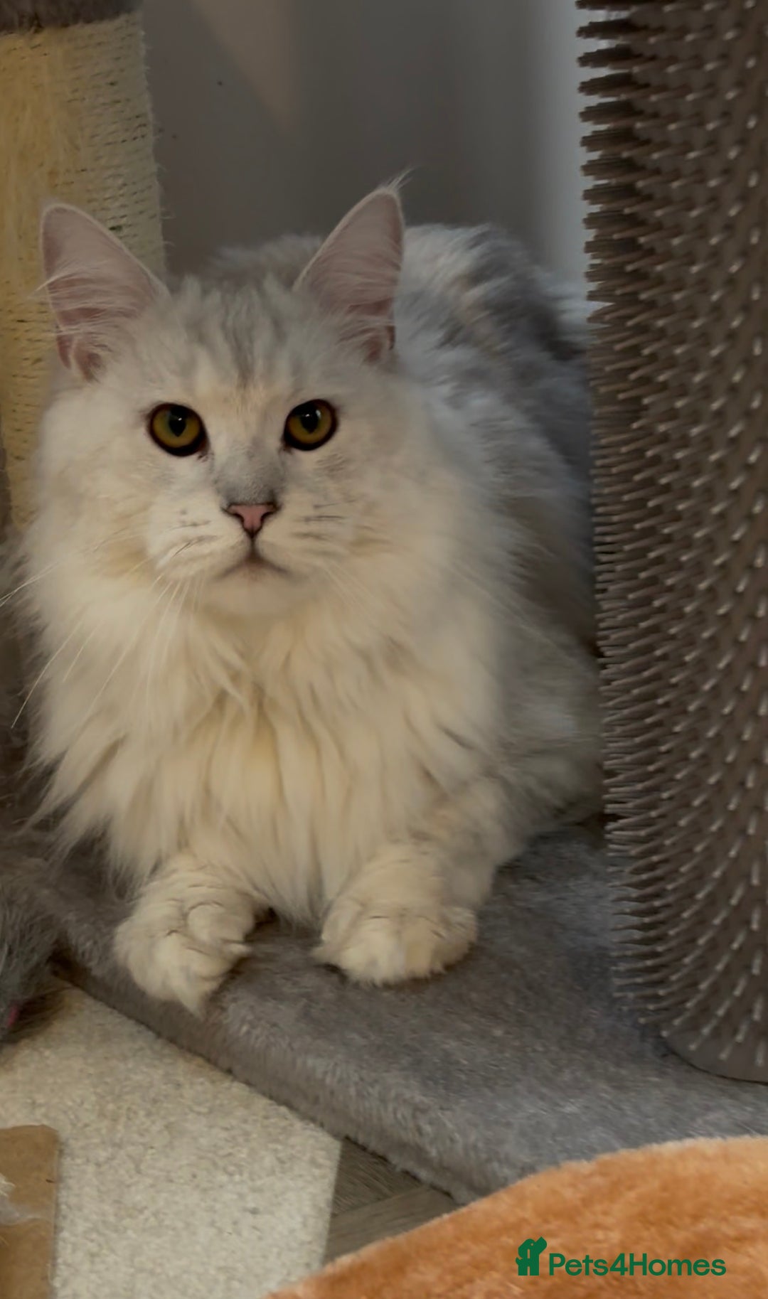 Maine Coon cats for stud: TICA Blue silver shaded stud  - Advert 8