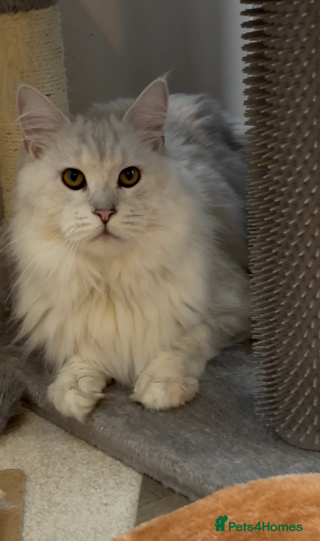 Maine Coon cats for stud: TICA Blue silver shaded stud  - Advert 8