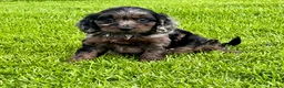 Cockapoo dogs for sale: Beautiful Cockapoo puppies  - Advert 20
