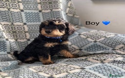 Mixed Breed dogs for sale: F1 MINI SCHNOODLE PUPPIES  - Image 12