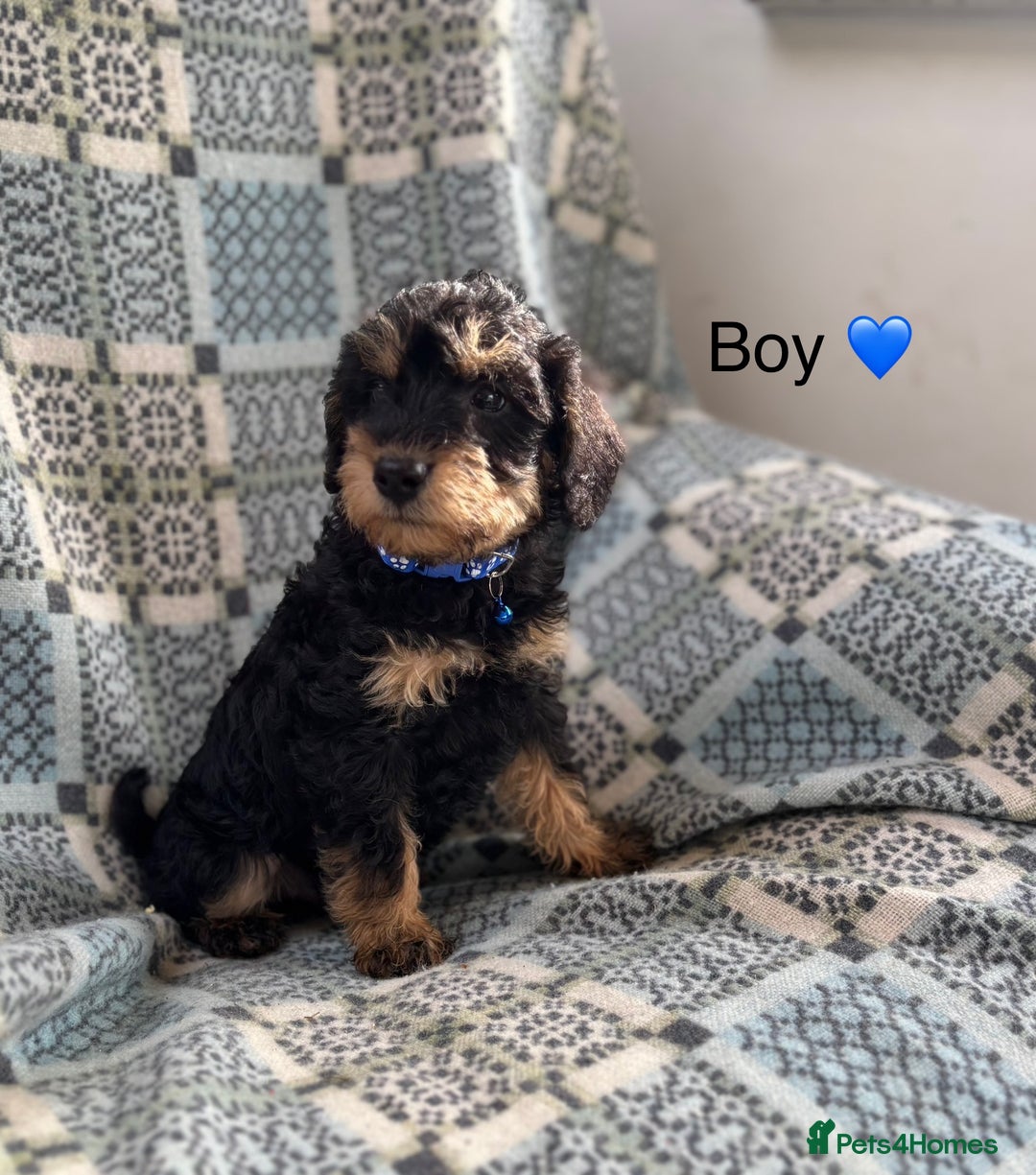 Mixed Breed dogs for sale: F1 MINI SCHNOODLE PUPPIES  - Image 12