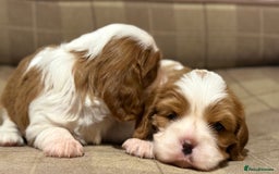 Cavalier King Charles Spaniel dogs for sale: 2 Female King Charles Cavaliers   - Advert 27