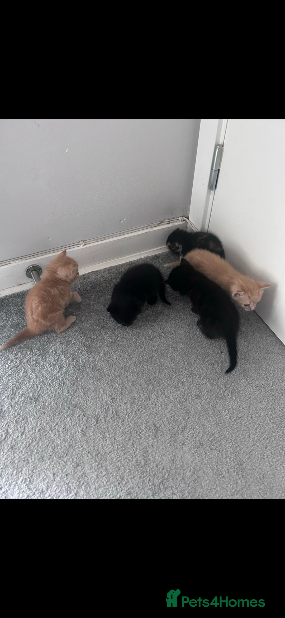 Mixed Breed cats for sale: Gorgeous kittens - only few left  - Advert 3