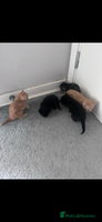 Mixed Breed cats Gorgeous kittens - only few left - Advert 3