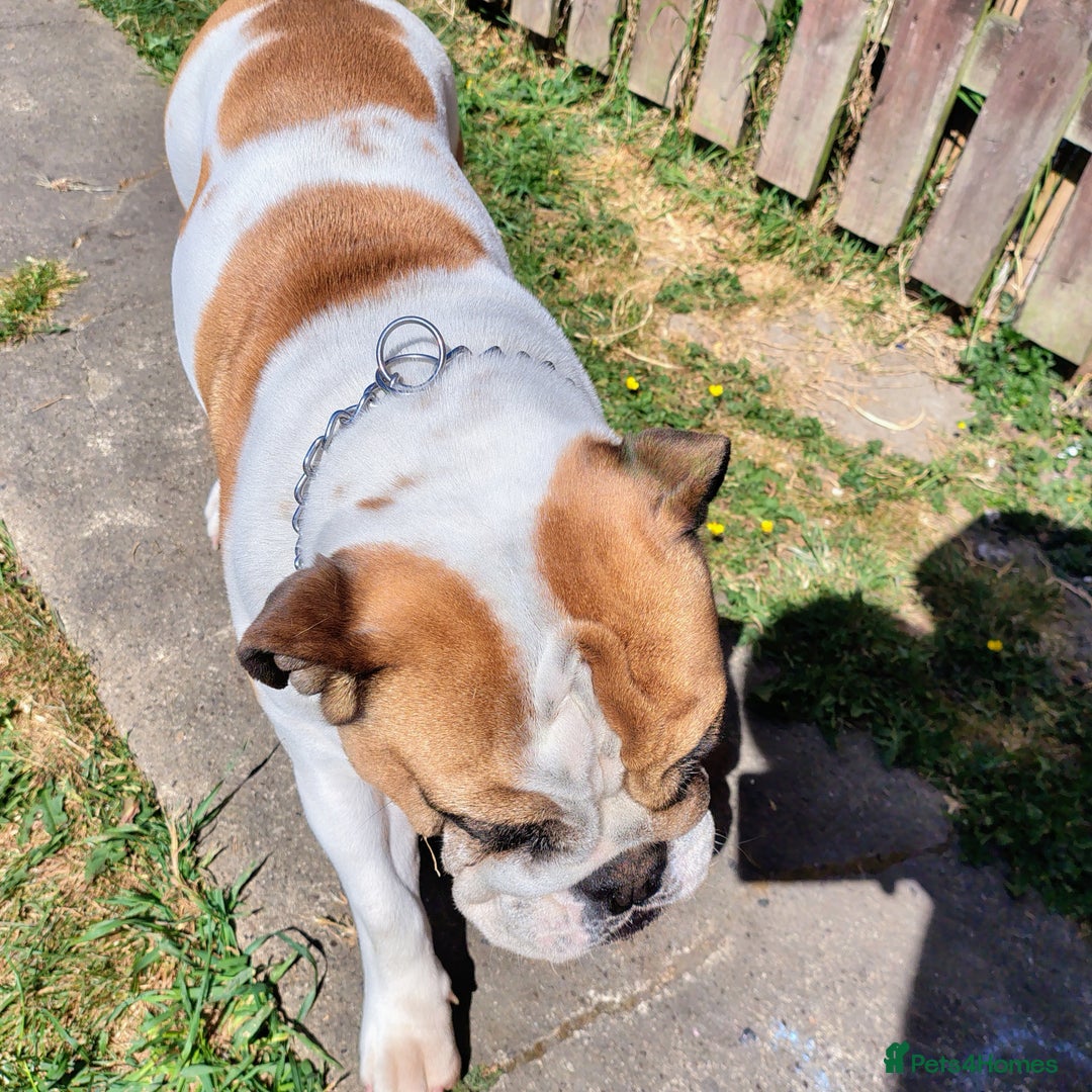 English Bulldog dogs for sale: Rehoming my English bulldog Bonnie  - Advert 3