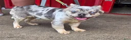 French Bulldog dogs for sale: French bulldog  - Advert 3