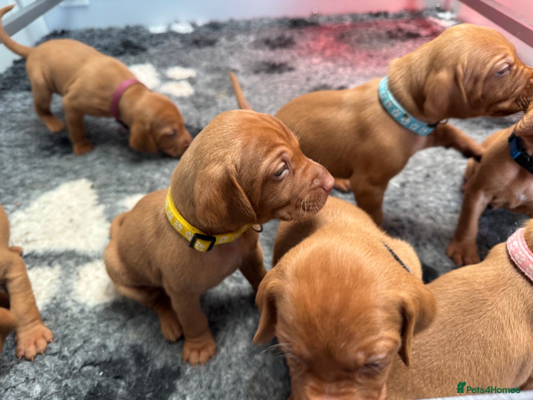 Hungarian Vizsla dogs for sale: Gorgeous KC reg Hungarian Vizsla puppies - Image 21
