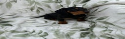 Dachshund dogs for sale: 2 Beautiful dachshunds left!!! - Advert 14