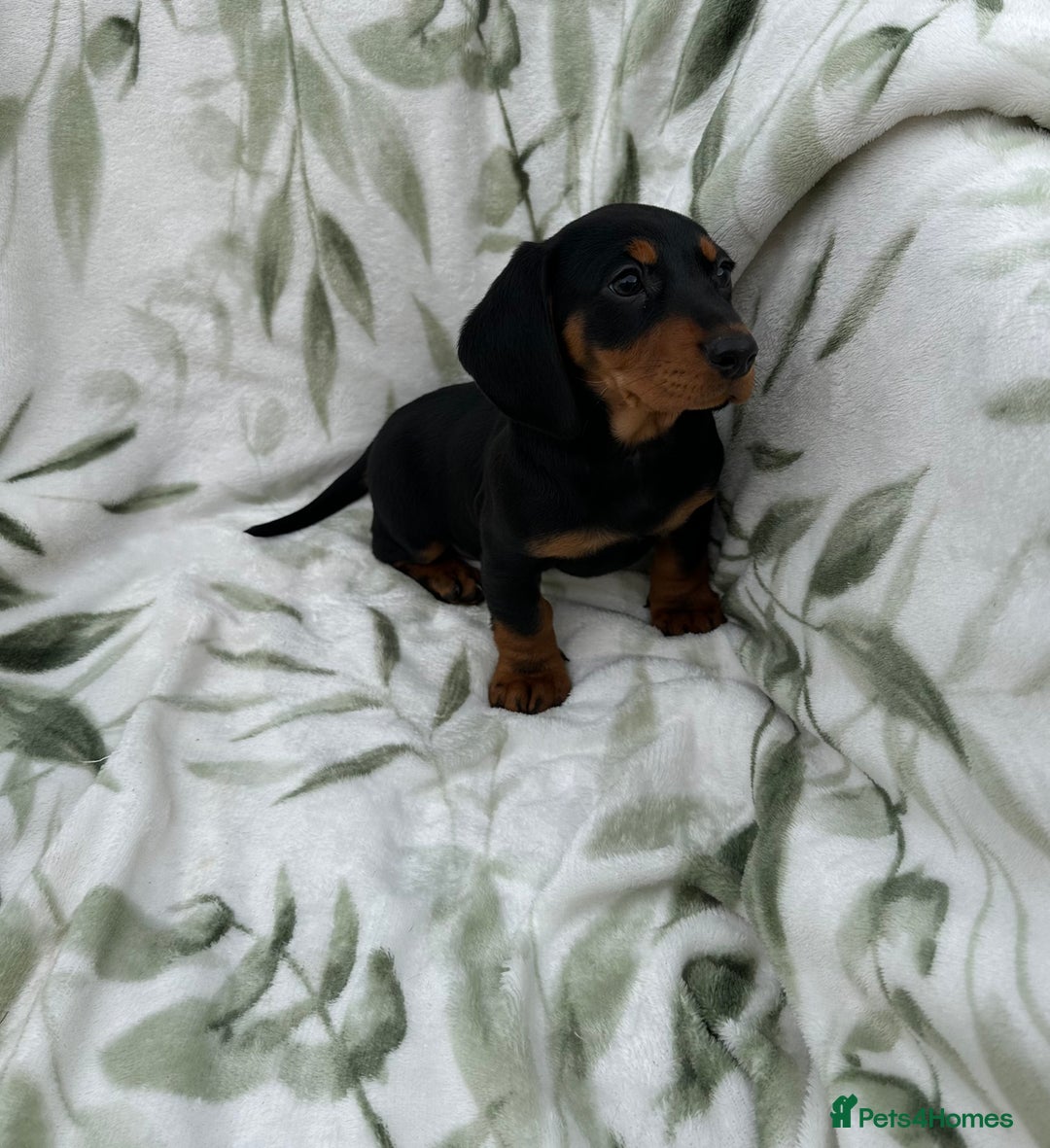 Dachshund dogs for sale: 2 Beautiful dachshunds left!!! - Advert 14