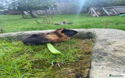Guinea Pig rodents for sale: 2 Gorgeous Male Guineapigs  - Image 2