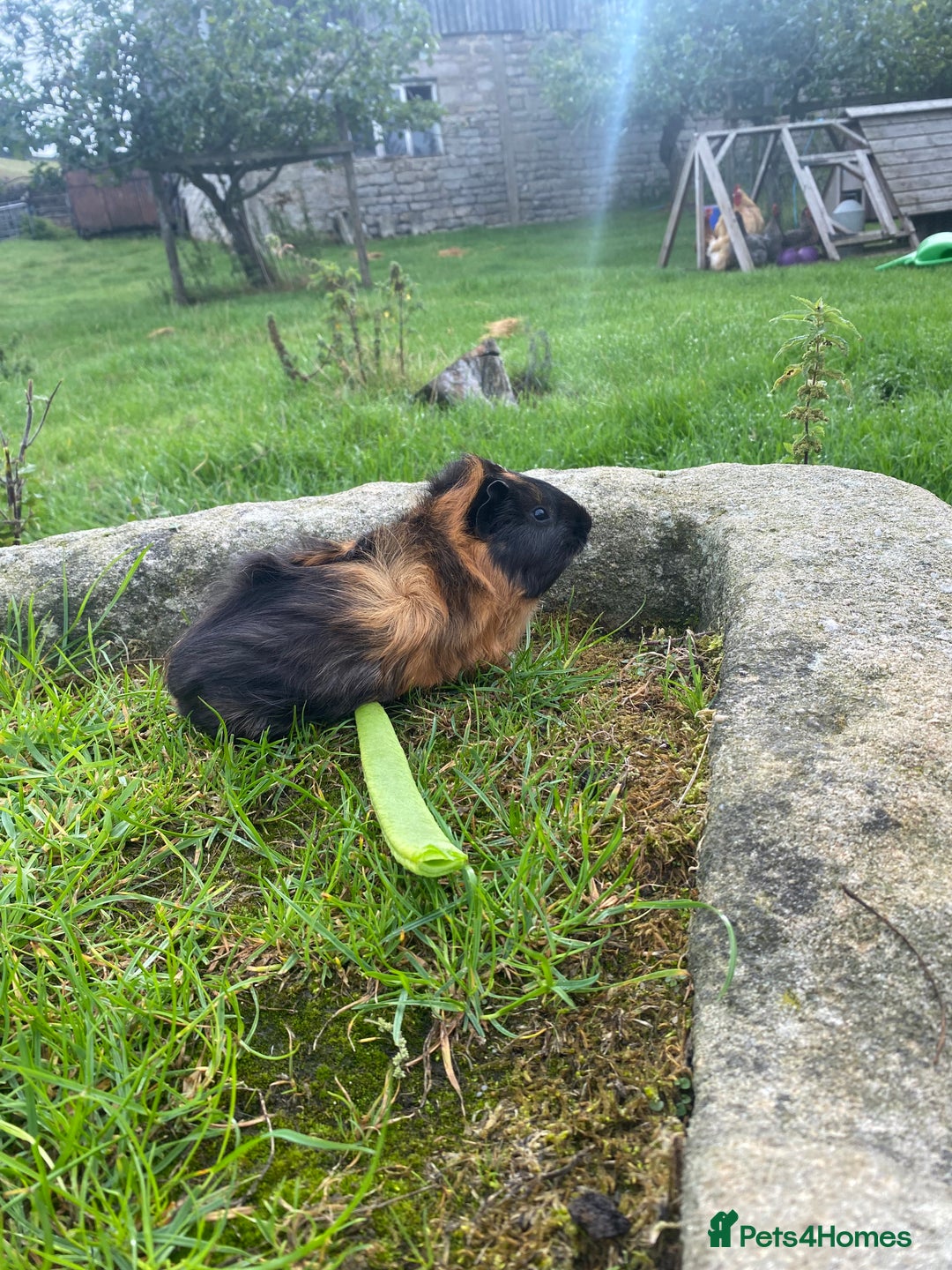 Guinea Pig rodents for sale: 2 Gorgeous Male Guineapigs  - Image 2