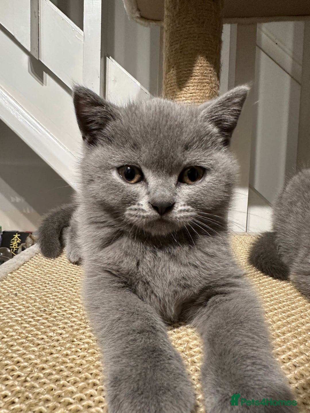 British Shorthair cats for sale: AVAILABLE NOW! British blue and kittens in Bracknell - Image 5